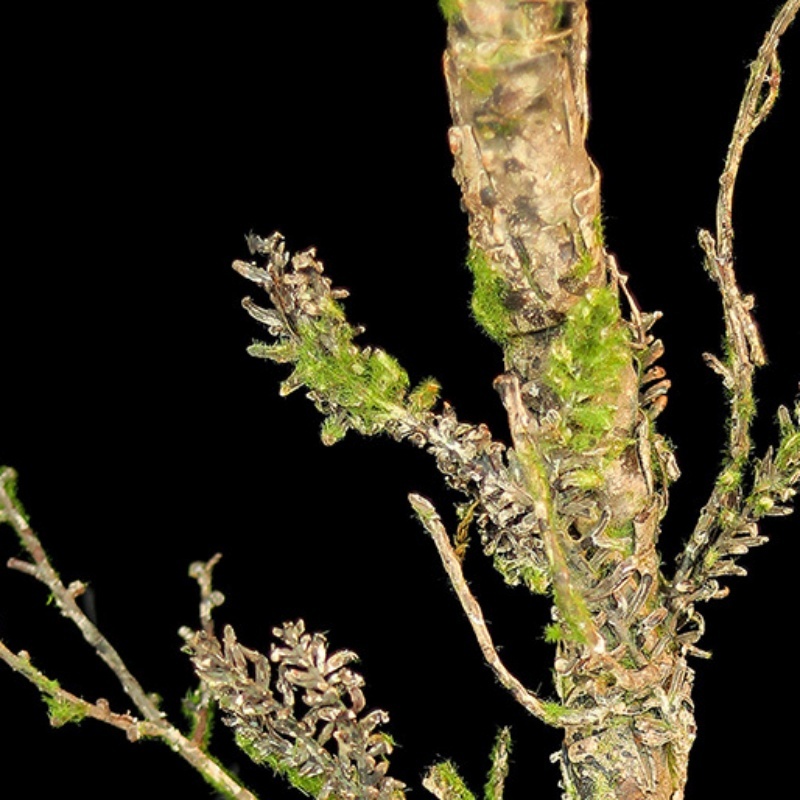 Nieuwe Verdorde Wijnstokken Ku - Christmas Tree Artificial recensie en prijs